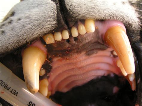 broken dog tooth tooth texas veterinary dental center