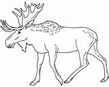 Moose Coloring Pages Eland Print Elk Color Printable Animal Caribou Drawing Head Animals Sheet Kids Adult Colouring Outline Canada Line sketch template