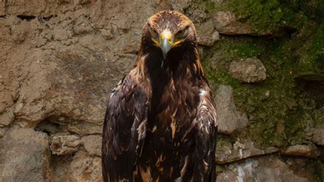 golden eagle fact sheet blog nature pbs