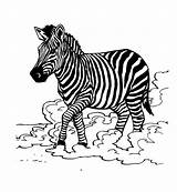 Zebra Coloring Pages Kids Colouring Animal Printable Color Pattern Zebras Getcolorings Animalplace sketch template