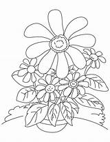 Coloring Coneflower Many So sketch template