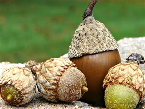 living life  pa season   acorn