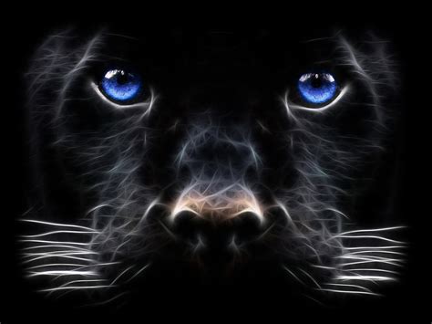 Black Panther Big Cat Digital Art Hd Wallpaper Walls 9