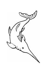 Swordfish Coloring Pages Fish Sailfish Marine Drawing Color Jumping Water Dolphin Animals Animal Getdrawings Printable Life Kids sketch template
