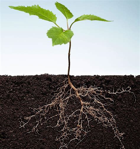 shoots  roots  controls plant fungal interactions faculty  sciences university