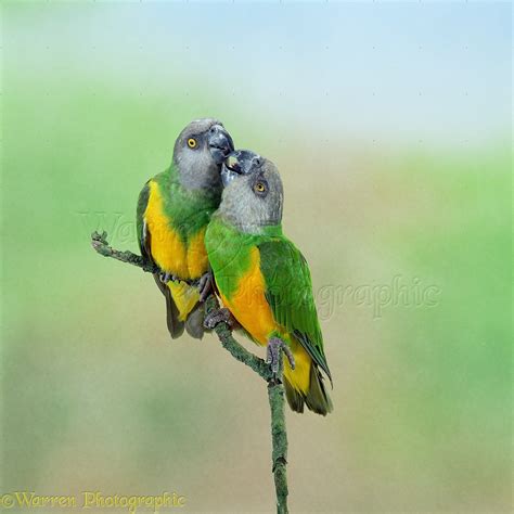 senegal parrots photo wp