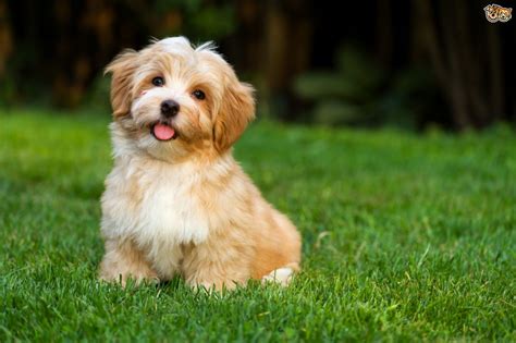 havanese dog breed facts highlights buying advice petshomes