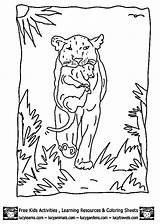 Coloring Pages Lioness Sheets Lion Cub Color Print Animal Choose Board Learns Lucy sketch template