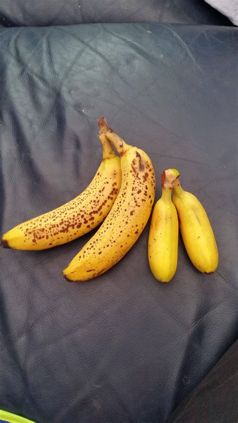 mini bananas banana  scale rmildlyinteresting