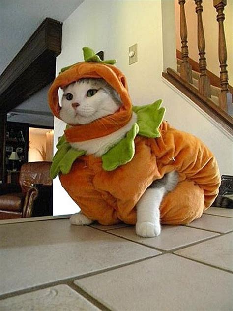 terrifyingly cute halloween costumes  pets
