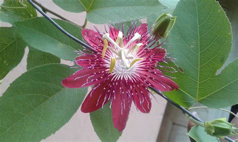 Plant Lovers Passion Flower