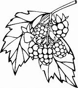 Raspberries sketch template