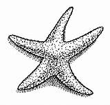 Starfish Coloring Color sketch template