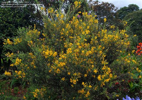 plant identification closed big bush  yellow flowers   barranquilla