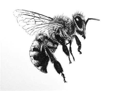 draw  bee    ink