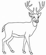 Deer Coloring Pages Outline Whitetail Face Tailed Drawing Color Getcolorings Printable Getdrawings sketch template