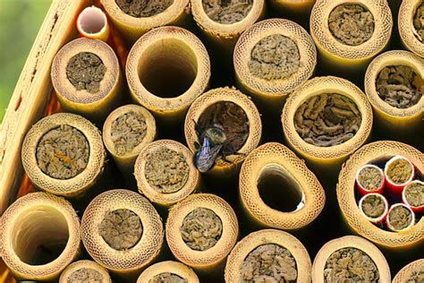 are bamboo tubes causing mason bee armageddon honey bee