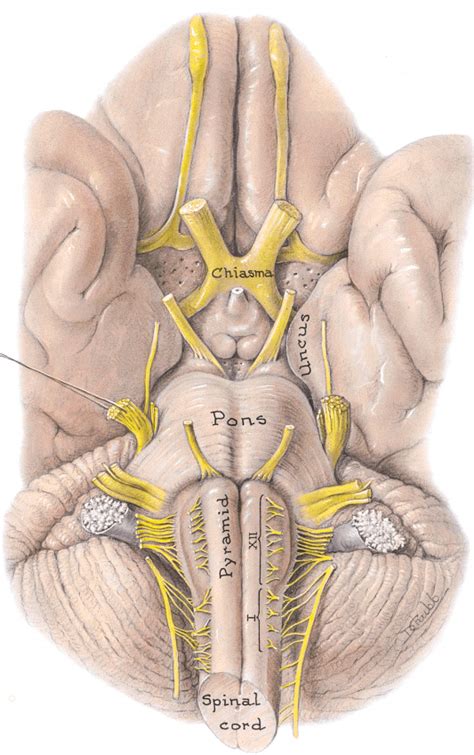 lec 22 cranial nerves diagram quizlet