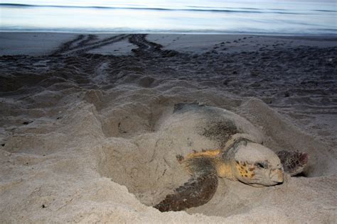 sea turtles nest in record numbers but many eggs don t hatch sun