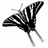 Longwing sketch template