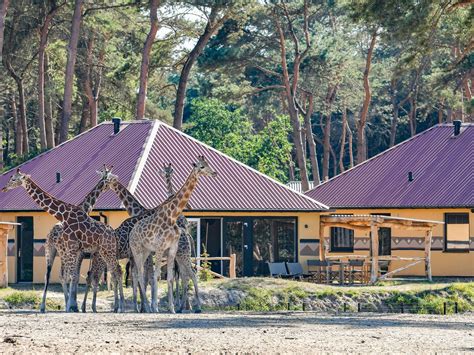 safari resort beekse bergen  hilvarenbeek netherlands  jetcampcom
