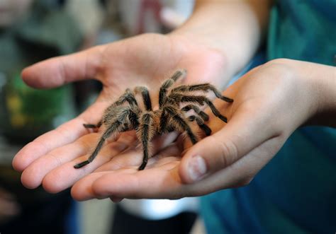 tarantulas rarely bite   facts   friendly spiders