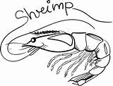Shrimp Sketch Boat Vector Dot Coloring Cartoon Getdrawings Drawing Paintingvalley sketch template