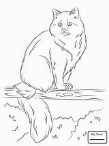Coloring Cat Pages Ragdoll Cats Tree Siberian Printable Sits Drawing Footed Ferret Color Himalayan Supercoloring Kids Getdrawings Select Category Sitting sketch template