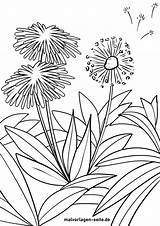 Pusteblume Malvorlage Pflanzen Malvorlagen sketch template