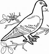 Dove Coloring Pages Animals Printable Kb sketch template