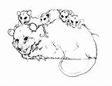 Possum Coloring Opossum Pages Colouring Drawing Color Glider Sugar Printable Magic Family Getdrawings Getcolorings Print Drawings Comments Hanging sketch template