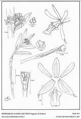 Dodson Andean Subgroup Cernuum Epidendrum Jimenez sketch template