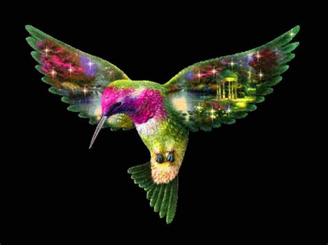 hummingbird desktop wallpaper wallpapersafari