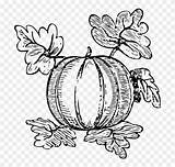 Vegetable Squash Marrow Pumpkin Coloring Printable Clip Kids sketch template