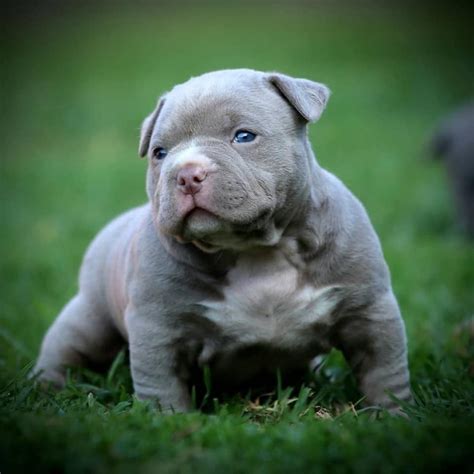pocket pits puppies pocket pitbull dog breed info pictures personality facts doggie designer