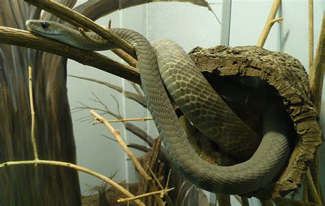 black mamba snakes dendroaspis polylepis planetanimalzone