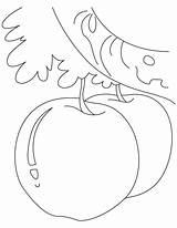 Custard Apple Getdrawings Drawing Tropical sketch template