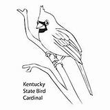 Coloring Cardinal Bird Pages State Drawing Kentucky Red Cardinals Printable Robin Baseball Tree Northern North Getdrawings Clipart Louisville Getcolorings Autocad sketch template