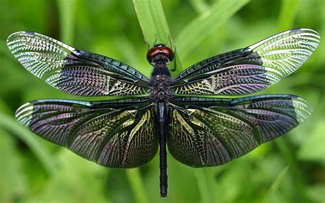 fun facts  dragonflies biobubblepets