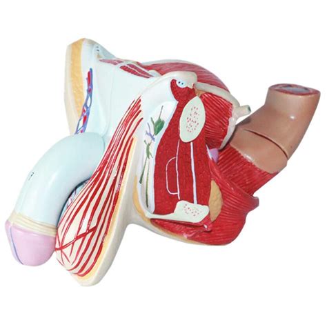 Zlf Human Anatomy Model Male Genital Reproductive Organ Models Pvc