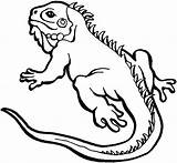 Coloring Pages Lizard Monitor Getdrawings sketch template