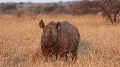 government approves dallas clubs black rhino import permit kera news