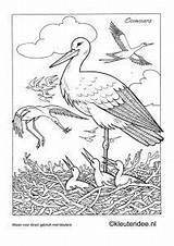 Kleurplaten Kleurplaat Ooievaar Horsthuis Storch Lente Ausmalen Kleuteridee Stork Bocian Voor Tekenen Vogels sketch template