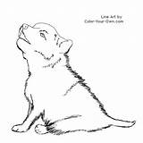 Puppy Loup Dessin Wolves Colorier sketch template
