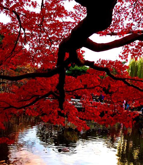 red tree photograph  julia ivanovna willhite fine art america