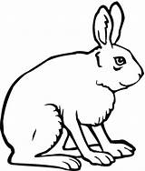 Hare Rabbit Coloring Arctic Jack Pages Jackrabbit Drawing Side Outline Hares Cartoon Kids Printable Getdrawings Supercoloring Animal Results Cute sketch template