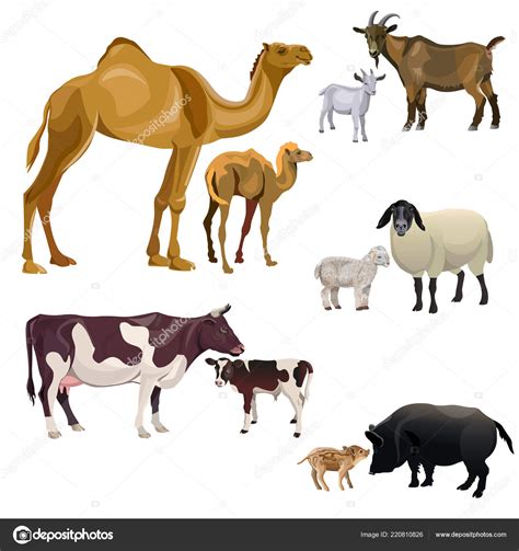 farm animals kids camel  goat sheep pig vector illustration stock vector  cnewgena