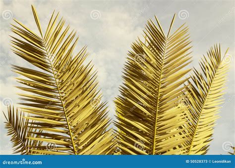 branches  palm trees stock image image  nature sand