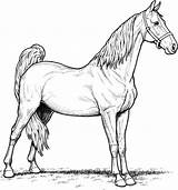 Paarden Rassen sketch template