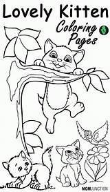 Kittens Coloringhome sketch template